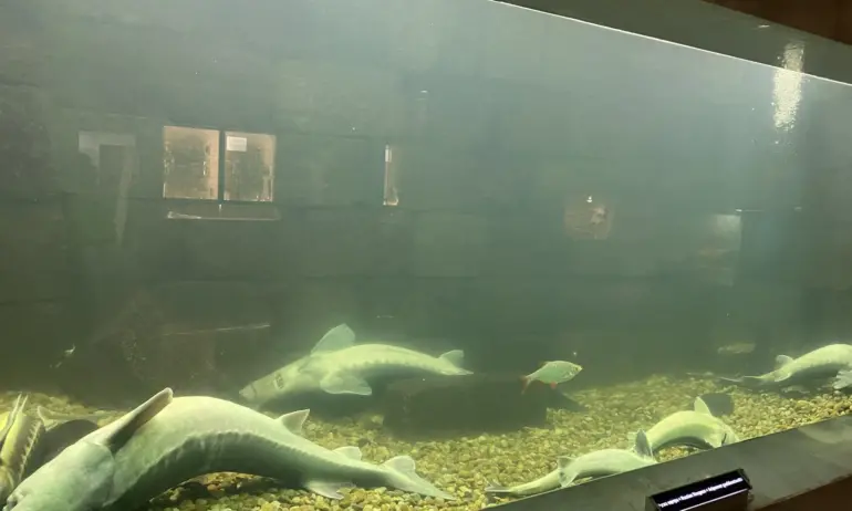 Заради токов удар: Всички есетри в Екомузея в Русе са намерени мъртви - Tribune.bg