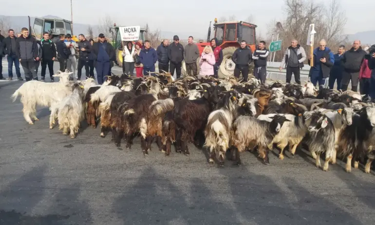 Фермерите изкараха козите на АМ Струма - Tribune.bg