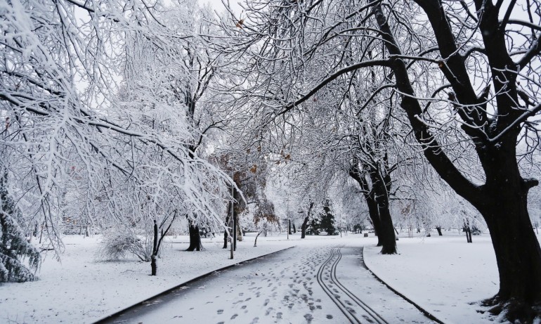 Повече от 150 сигнала за паднали дървета в София заради снега - Tribune.bg