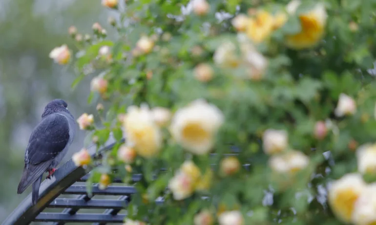 Времето се успокоява. Прохлада и летни дъждове идват след изпепеляващите температури - Tribune.bg