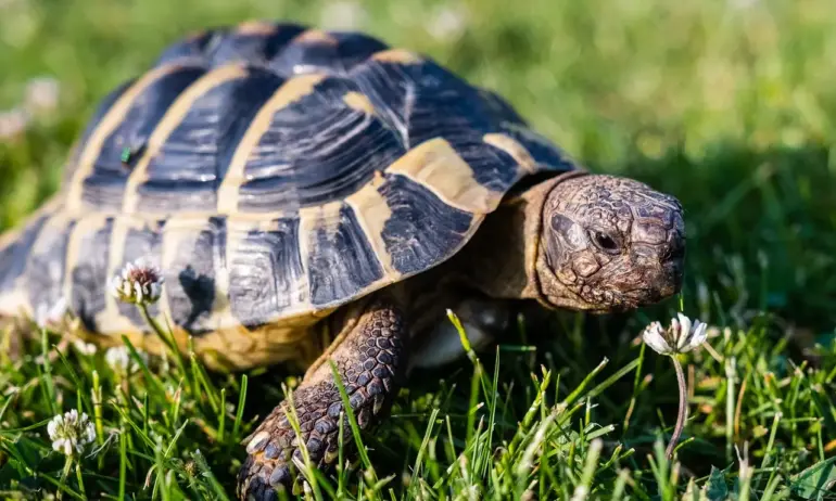 Как зелените грантаджии прецакват АМ Струма - Tribune.bg