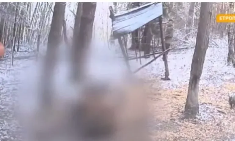 Планирано убийство на благороден елен в Етрополския балкан, животното било следено чрез приложение на телефон - Tribune.bg