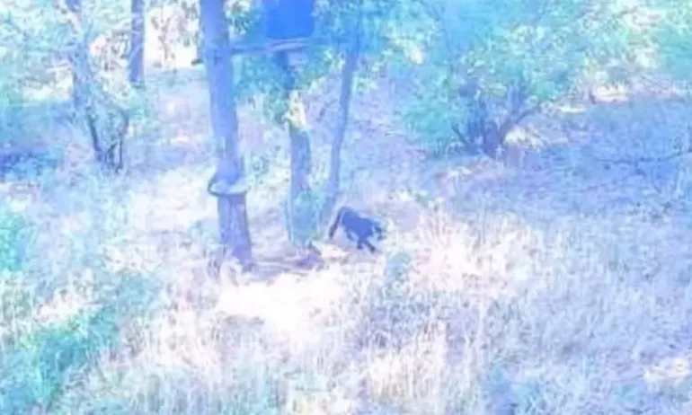 Присъствие на едър хищник в Шуменското плато спря детските занимания на открито - Tribune.bg