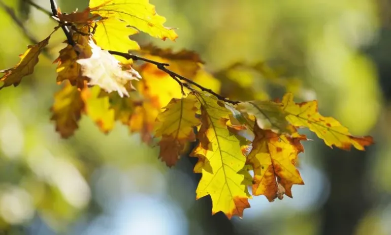 Последен слънчев ден преди промяната на времето - Tribune.bg