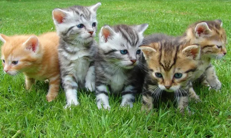 Днес е световният ден на котката - Tribune.bg