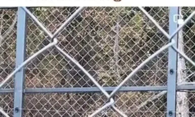 Мечка взе телефона на мъж в зоопарка в Стара Загора, решил да я снима отблизо - Tribune.bg