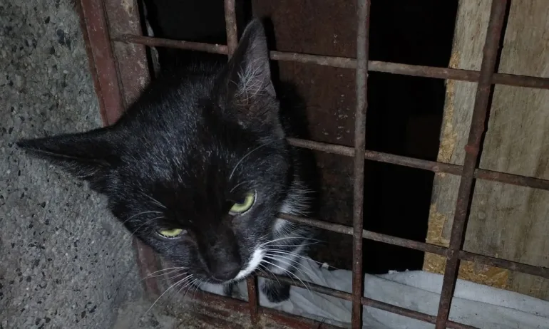 Пловдивски полицаи спасиха гладно коте, което се е заклещило в търсене на храна - Tribune.bg