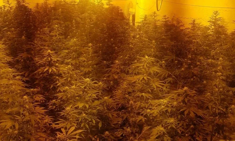 Внушителна по размери наркооранжерия е разкрита в Бойчиновци - Tribune.bg