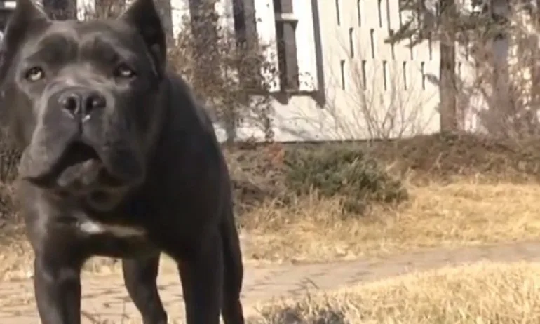 50-килограмово куче нахапа дете, 5-ма се мъчили да спасят момчето - Tribune.bg