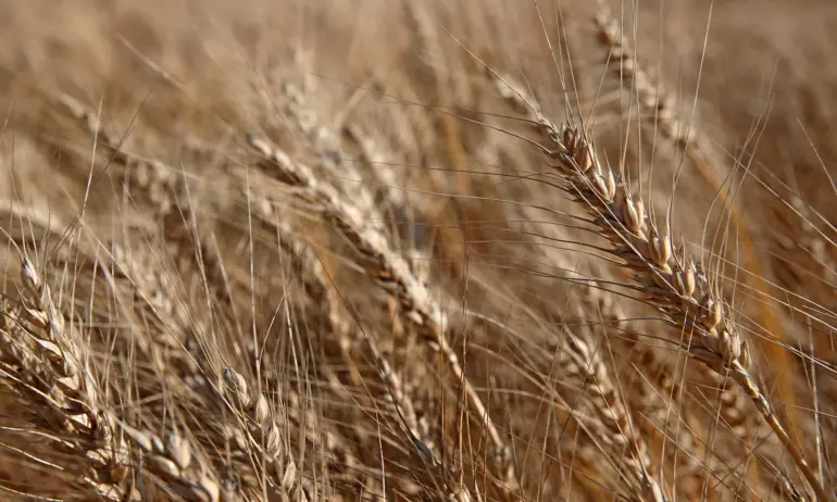 България и още 4 държави от ЕС искат мита при вноса на зърно от Украйна - Tribune.bg