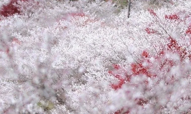 Японските вишни изненадахa с красотата си през есента - Tribune.bg