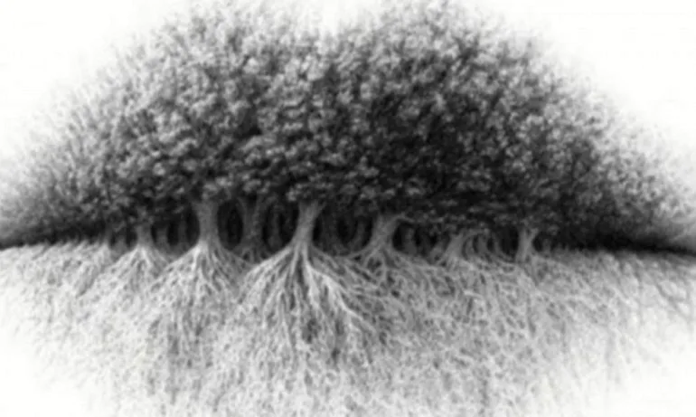 Какво виждате първо на снимката? (ТЕСТ) - Tribune.bg