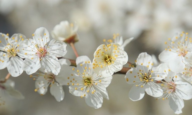 Слънчево и топло с температури до 32 градуса - Tribune.bg