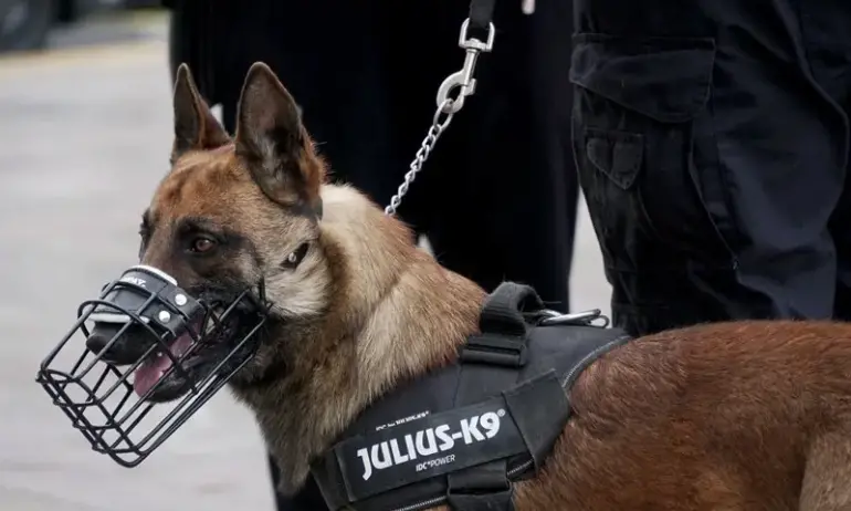 Полицейски кучета ще пазят по оживените улици в Бургас (СНИМКИ) - Tribune.bg