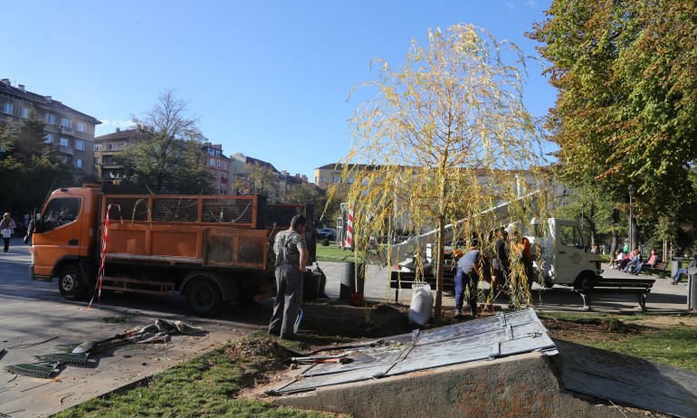 Засадиха нова върба в градинката на Св. Седмочисленици - Tribune.bg