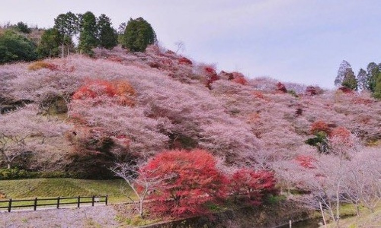 Японските вишни изненадахa с красотата си през есента - Tribune.bg