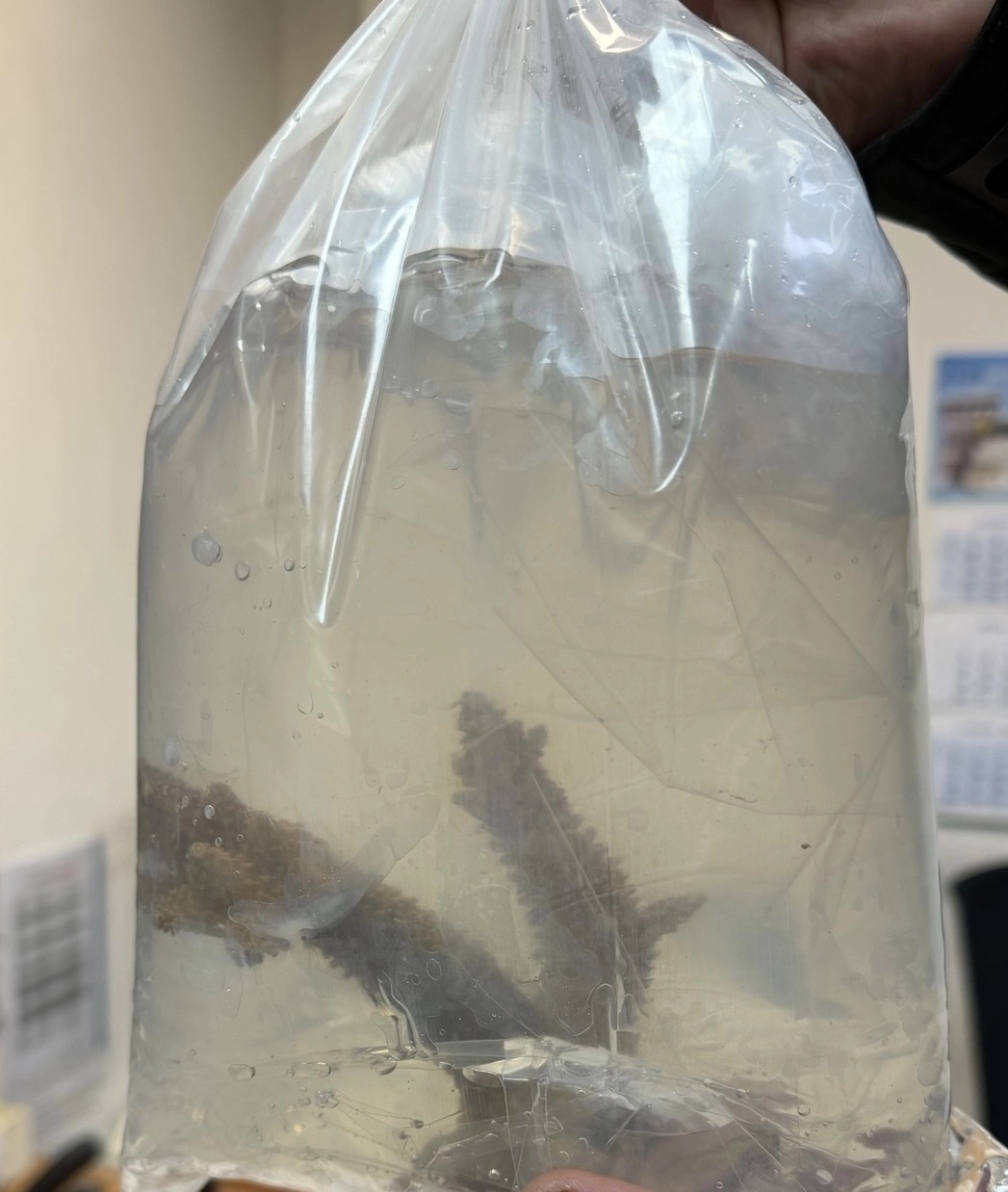 Агенция „Митници“