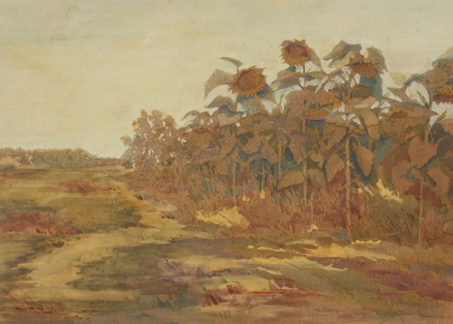 Константин Щъркелов, Слънчогледи