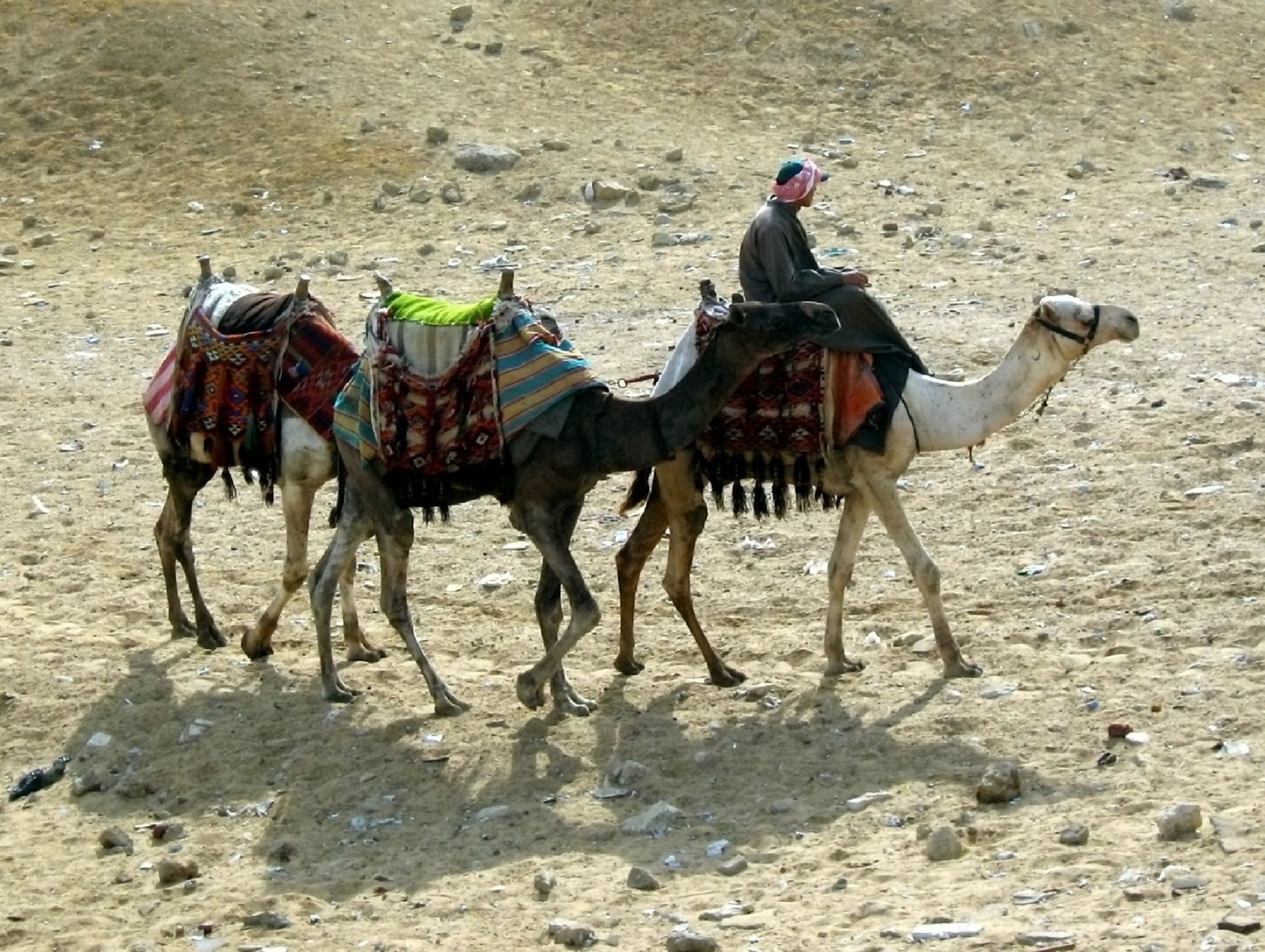 Бедуините - традиционните обитатели на пустинята