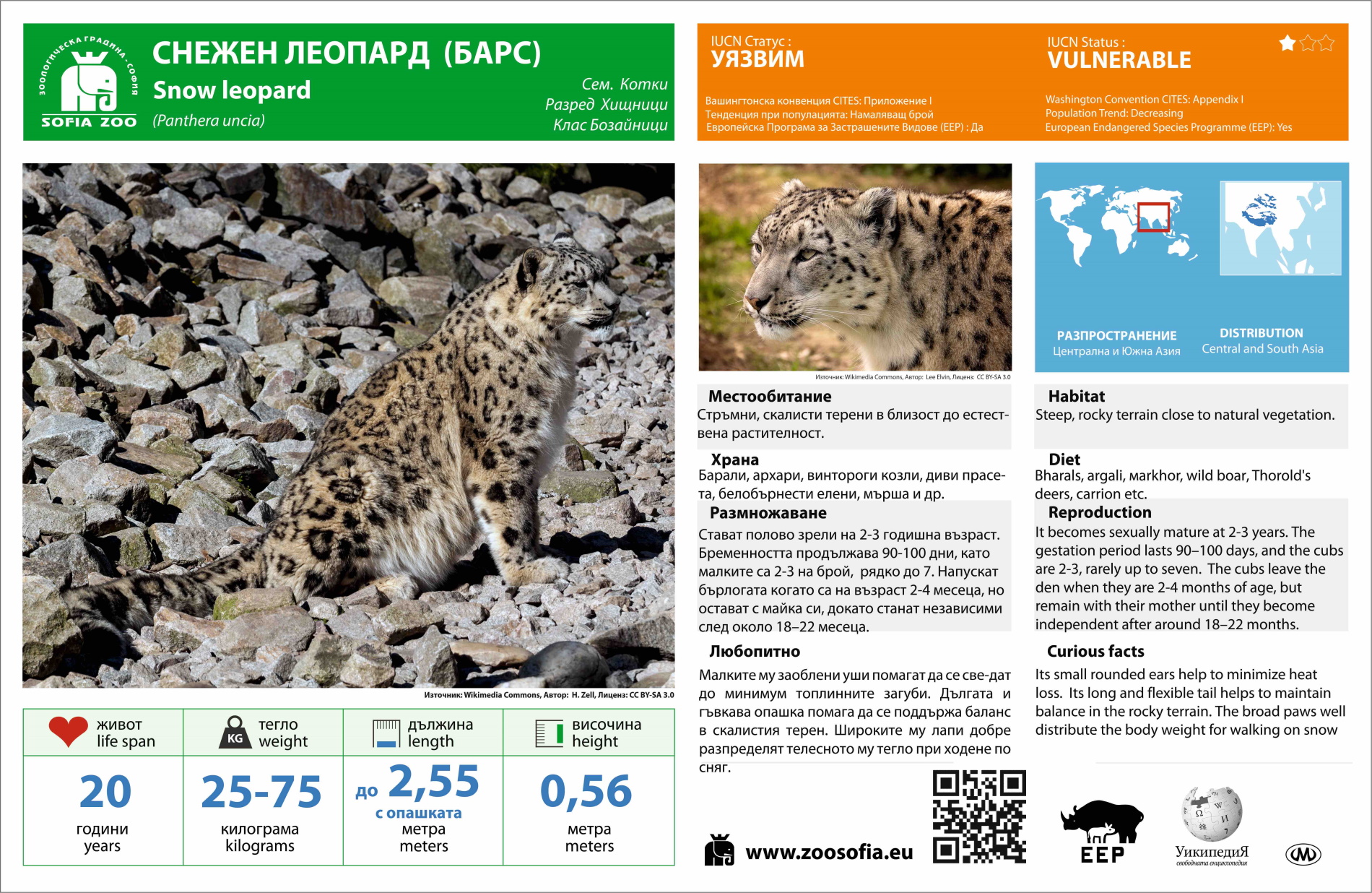 Снежният леопард Никс пристигна в Софийския зоопарк