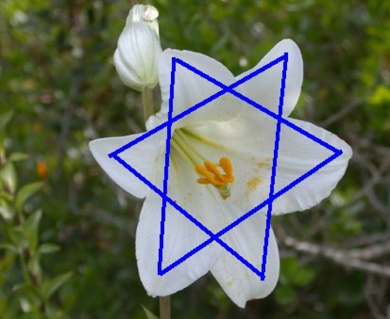 Бяла лилия