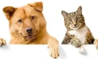 Нови правила в ЕС за котки и кучета: какво се променя