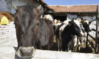 Криза обхвана животновъдството в Гърция поради високи цени на фуражите