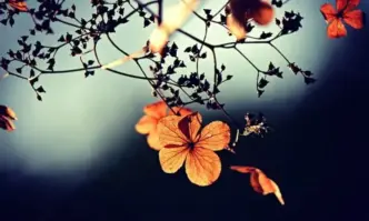 Ще духа слаб в Източна България до умерен вятър от