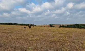 Днес се открива ловният сезон за диви прасета и дребен