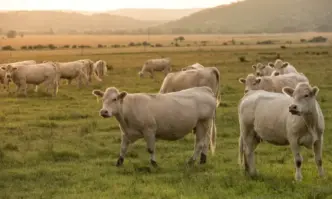Измами с еврофондове: Кравари без крави заловиха в Сливенско
