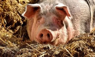 Обявиха бедствено положение в Свищов заради чумата по свинете