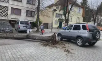 Дърво падна и удари кола с пътници в София