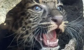 Малкото леопардче Марго е най новият обитател на варненския зоопарк Малката