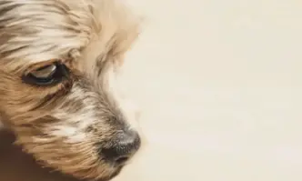 Мъж с положителна проба за алкохол уби домашно куче в