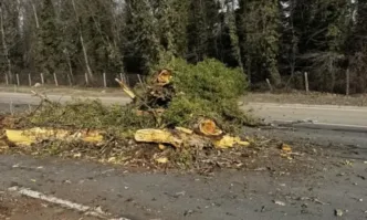 Дърво падна върху кола на Цариградско шосе в София По
