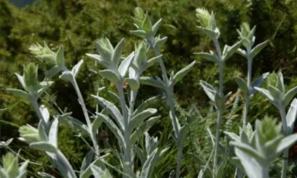 Sideritis elica Родопска елика Sideritis elica Aneva Zhelev