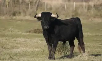 Възрастна жена е с опасност за живота след като била