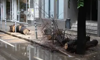 Дърво падна и рани тийнейджърка в София