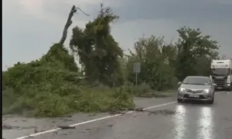 Бурен вятър и порен дъжд събориха дървета в Русенско