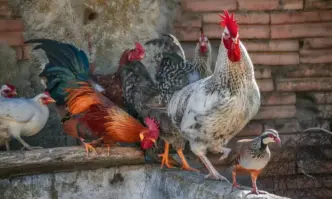 Пренасянето на вируса на птичия грип H5N1 върху хора е