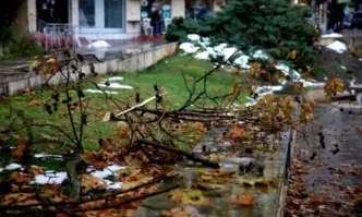 Дежавю: Пак сигнали за паднали клони и дървета в София