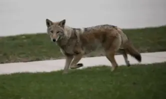 Див койот беше уловен от камера да тича по асфалта