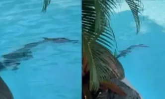 Видео показва как хищникът спокойно лежи на дъното на басейна