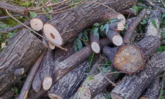 Кметът на Благоевград освободи четирима работници от ОП Озеленяване заради незаконен дърводобив