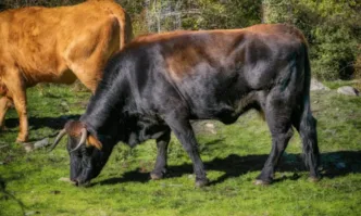 Работник в кравеферма почина след нападение от бик в димитровградското