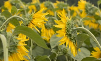 Над 140 000 декара слънчоглед бяха унищожени от нашествие на