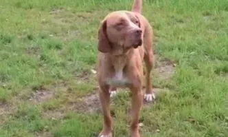 Пореден случай на убито домашно куче Случаят е от град