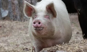 Влизат в сила новите изисквания за по-висока биосигурност при отглеждане на свине