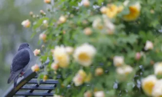 Днес временни увеличения на облачността ще има над Северна България