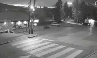 Най вероятно мечето е било уплашено или е слязло да търси